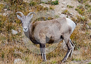 Face of Sheep on Mount Evans