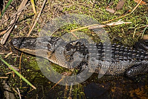 In the Face of a Shiny Wet Alligator