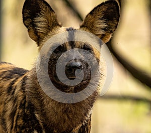 Face shot of African wild dog looking at camera