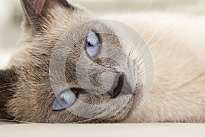 Face of Siamese Relaxing