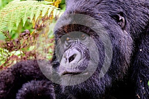 Face of a Silverback mountain gorilla