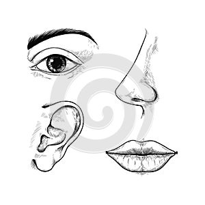 Face sketch. Engraved ear and nose. Eye with brow. Outline mouth lips. Hand drawn human organs. Body listen and taste