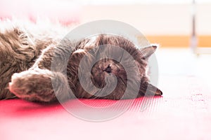 Face of Sleeping Cute Grey Cat photo