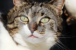 The face of a small fluffy curious cat in the sun