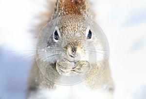 face of squirrel in nature during winter