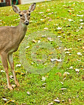 Face of a startled female white tail deer