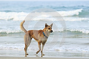 Face of street dog standing on sand beach