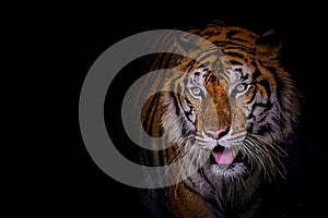 Face tiger Panthera tigris tigris also called Amur tiger