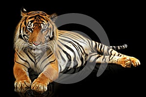 Face of tiger sumatera closeup