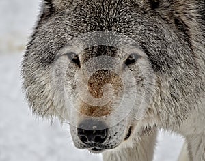 Face of a Timber Wolf