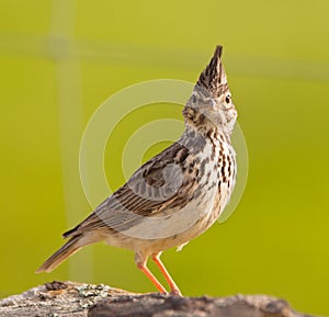 Face to face with the Crested Lark photo