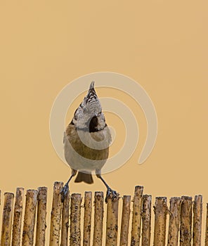 Face to face with the Crested Tit