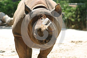 Face to face with Mr Rhino