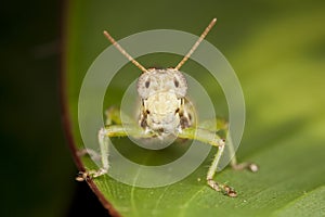 Face to face nymph green grasshopper