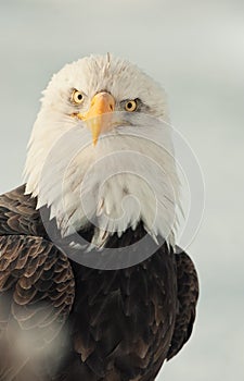 Face-to-face portrait of an eagle