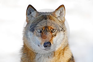 Face to face portrait of wolf. Winter scene with danger animal in the forest. Gray wolf, Canis lupus, portrait with stuck out tong