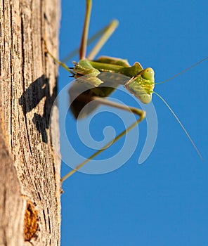 Face to face with the Praying Mantis