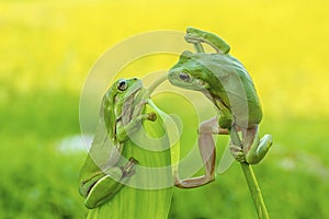 Face to face tree frog