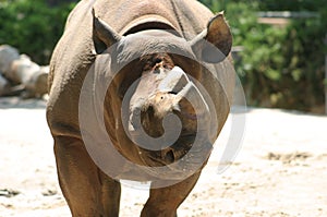 Face to face with Mr Rhino photo