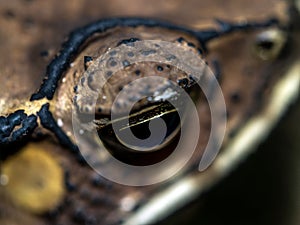 The face of a Toad Bufo melanostictus