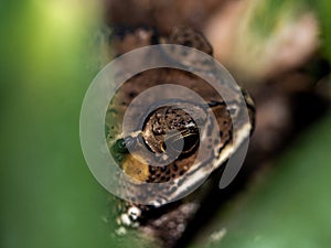 The face of a Toad Bufo melanostictus