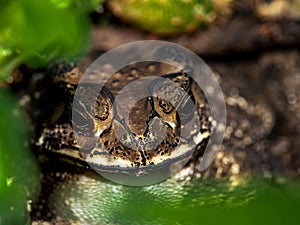 The face of a Toad Bufo melanostictus