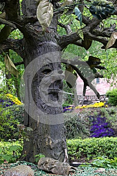 A face on a tree