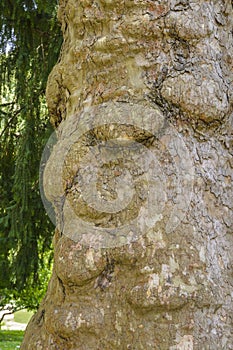 Face on a tree