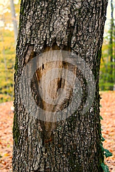 Face of a tree bark photo