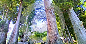 the face of trees in a Zen forest.