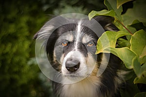 Face of tricolor border collie