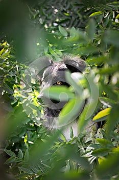 Face of tricolor border collie