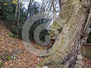 A face in the trunk of a tree with boy exploring behind