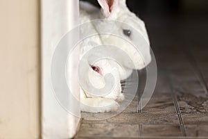Face of two white, furry rabbits. photo