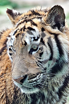 Face of an underage tiger
