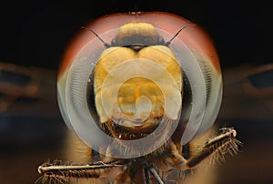 Face up dragonfly macro eyes