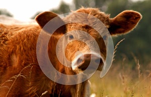 The face and upper body of brown cow