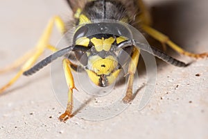 Face of Vespula germanica wasp posed on a concrete wall