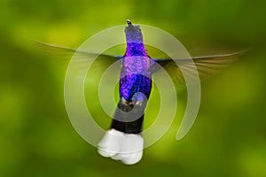 Face view. Flying big blue Hummingbird Violet Sabrewing with blurred green background. Hummingbird in fly. Flying hummingbird. Act photo