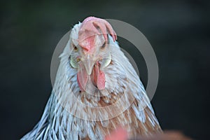 A face on view of a very grumpy chicken