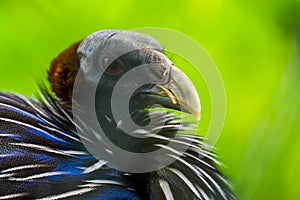 The face of a vulturine guineafowl in closeup, colorful tropical pheasant from Africa