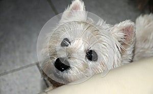 Face of a west highland terrier
