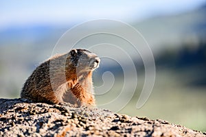 Face and Whiskers of Yellow Bellied Marmot