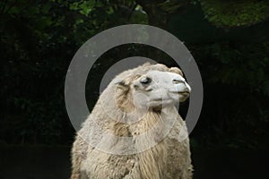 The Face of a White Camel in a Zoo