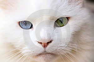 Face of a white cat with two colours eyes