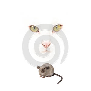 Face of a white cat with yellow eyes behind a mouse isolated on a white background