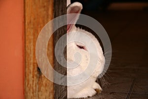 Face of white furry rabbit lying behind the door. photo