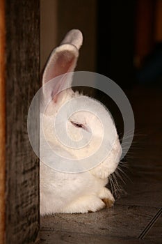 Face of white furry rabbit lying behind the door. photo