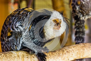 The face of a white headed marmoset in closeup, a tropical monkey from brazil, popular zoo animals