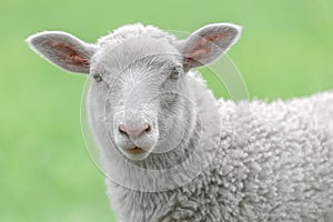 Face of a white lamb